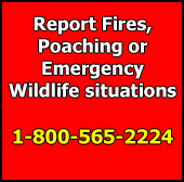 DNR 1-800-565-2224