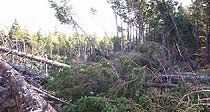 Broken Trees west of Musquodoboit River
