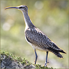 Scaterie.Island.Whimbrel