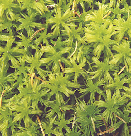 Common green sphagnum