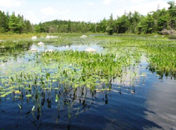 Image of a marsh