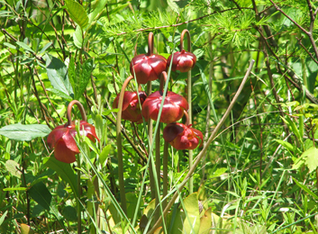 Pitcher plants bloom in a bog