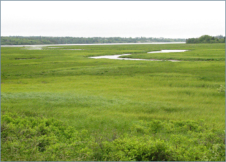 Salt marsh along the eastern shore