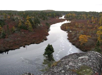 Image of a Shrub fen