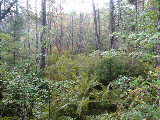 Red maple swamp in Clayton Park