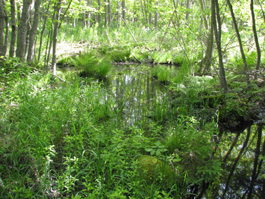 Vernal pool near York Redoubt